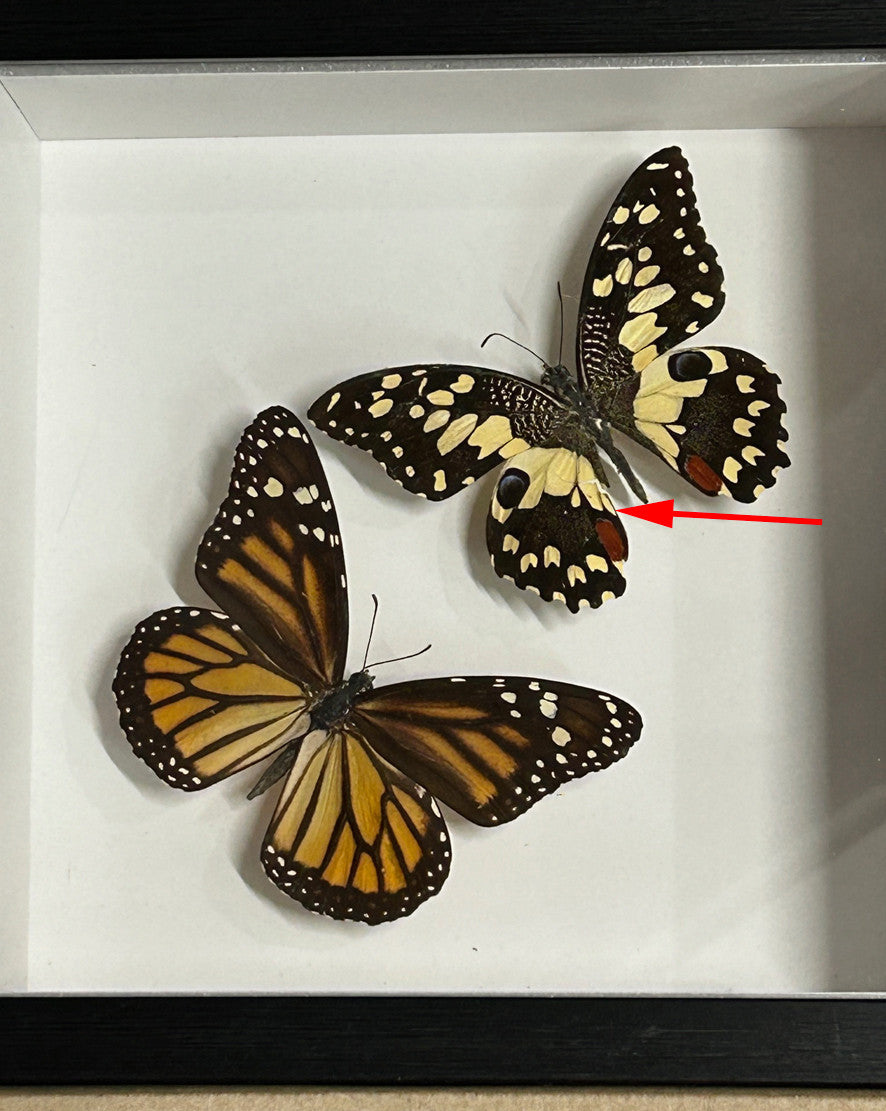 Australian butterfly double 2 ( special )