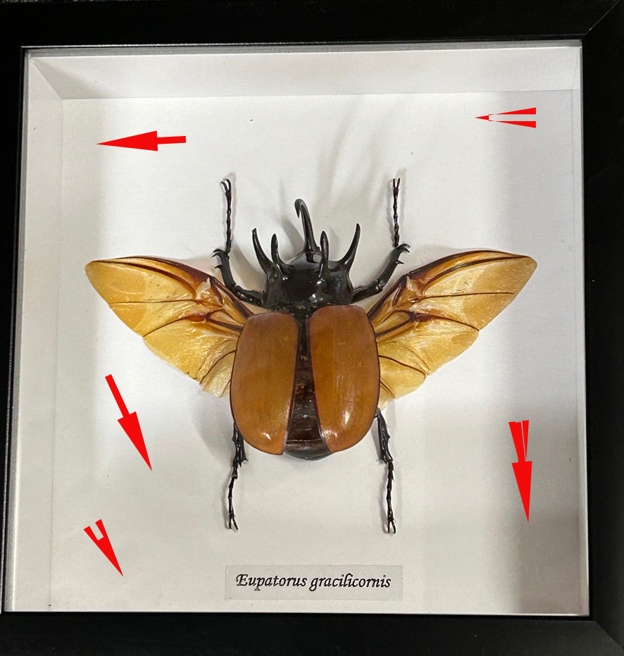 Eupatorus gracilicornis #99 ( special )