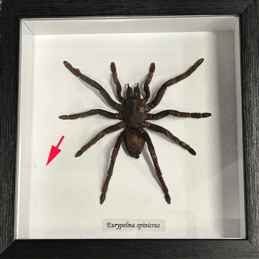 Eurypelma spinicrus Med ( special )