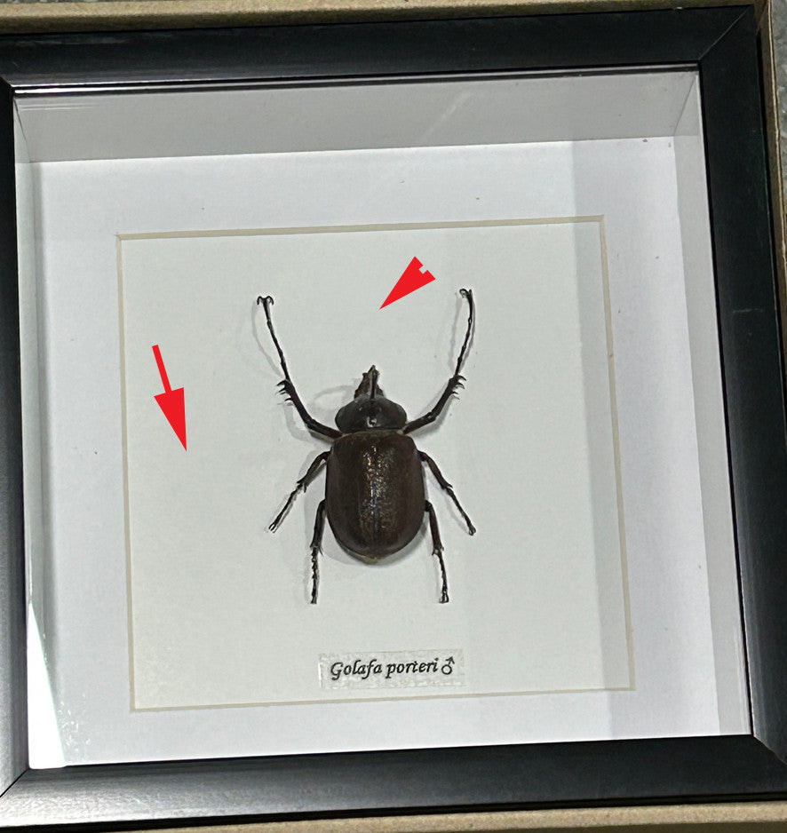 Golofa porteri ( special )