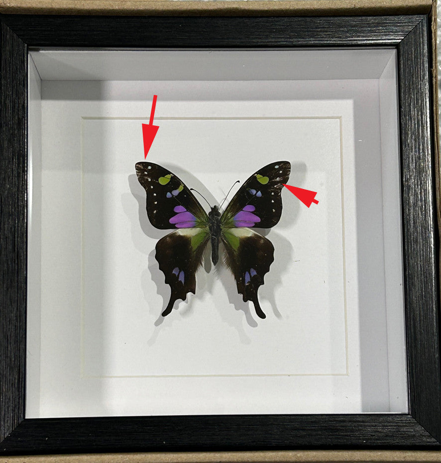 Graphium weiskei matt ( special )