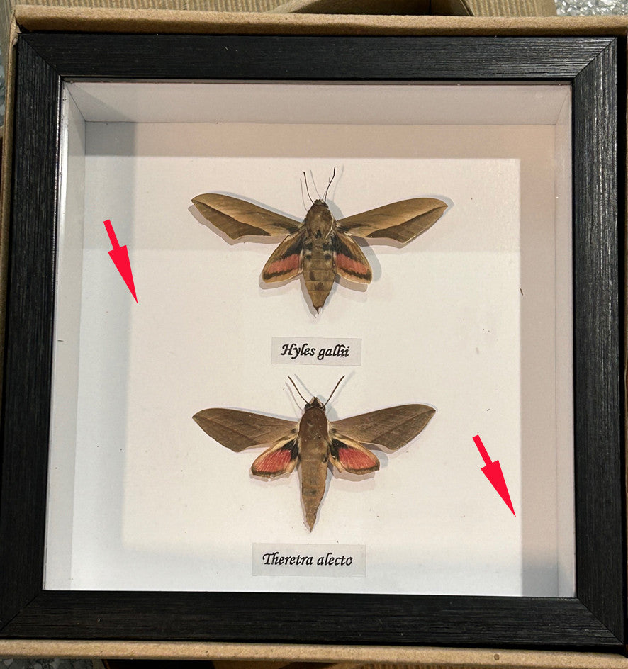 Hawk moth duo ( special )