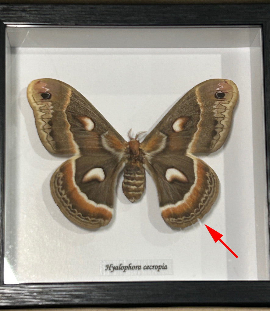 Hyalophora cecropia ( special )