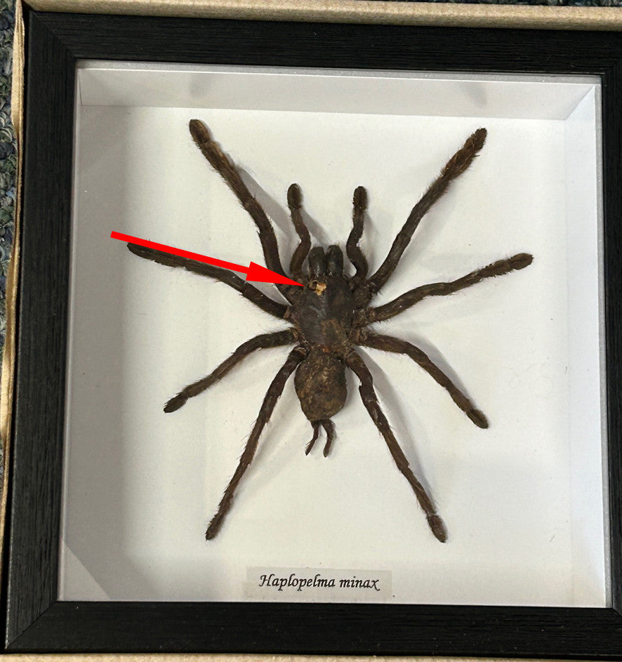 Haplopelma minax # 20 ( special )