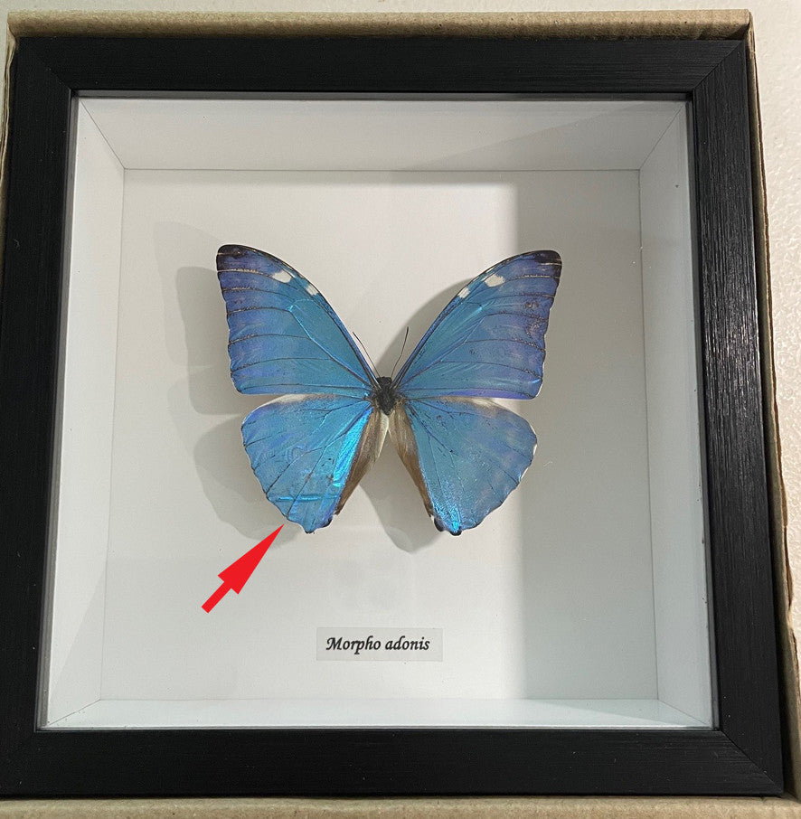 Morpho adonis # V2 ( special )