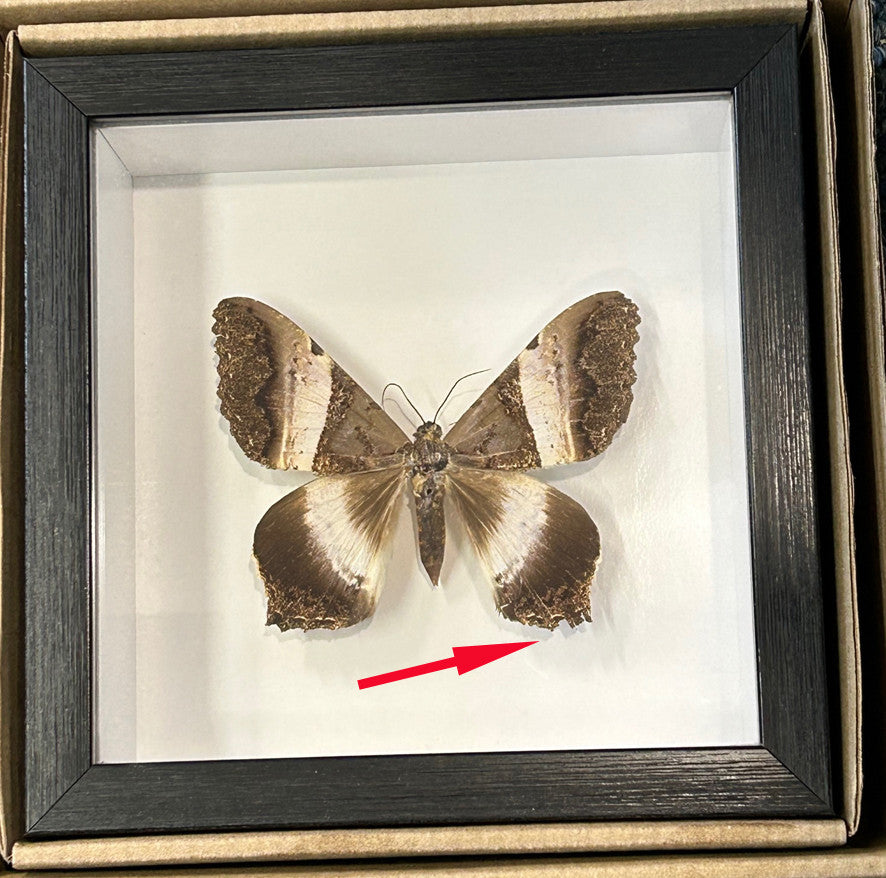 Moth sp.  ( special )