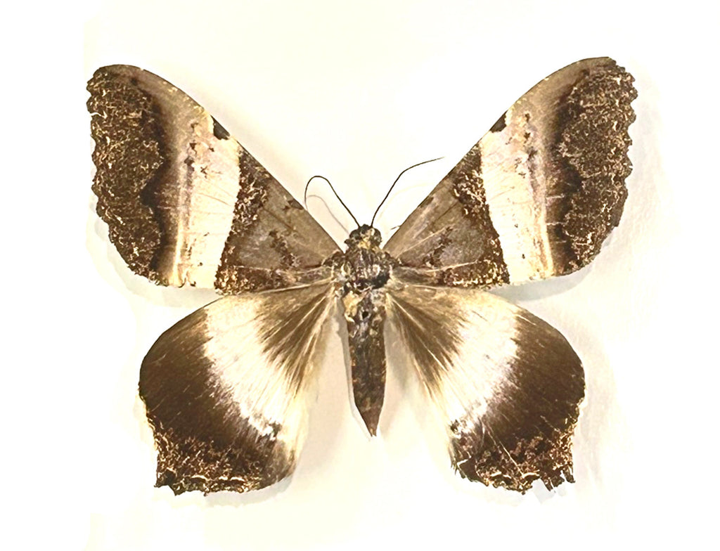Moth sp.  ( special )