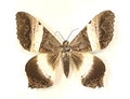 Moth sp.  ( special )