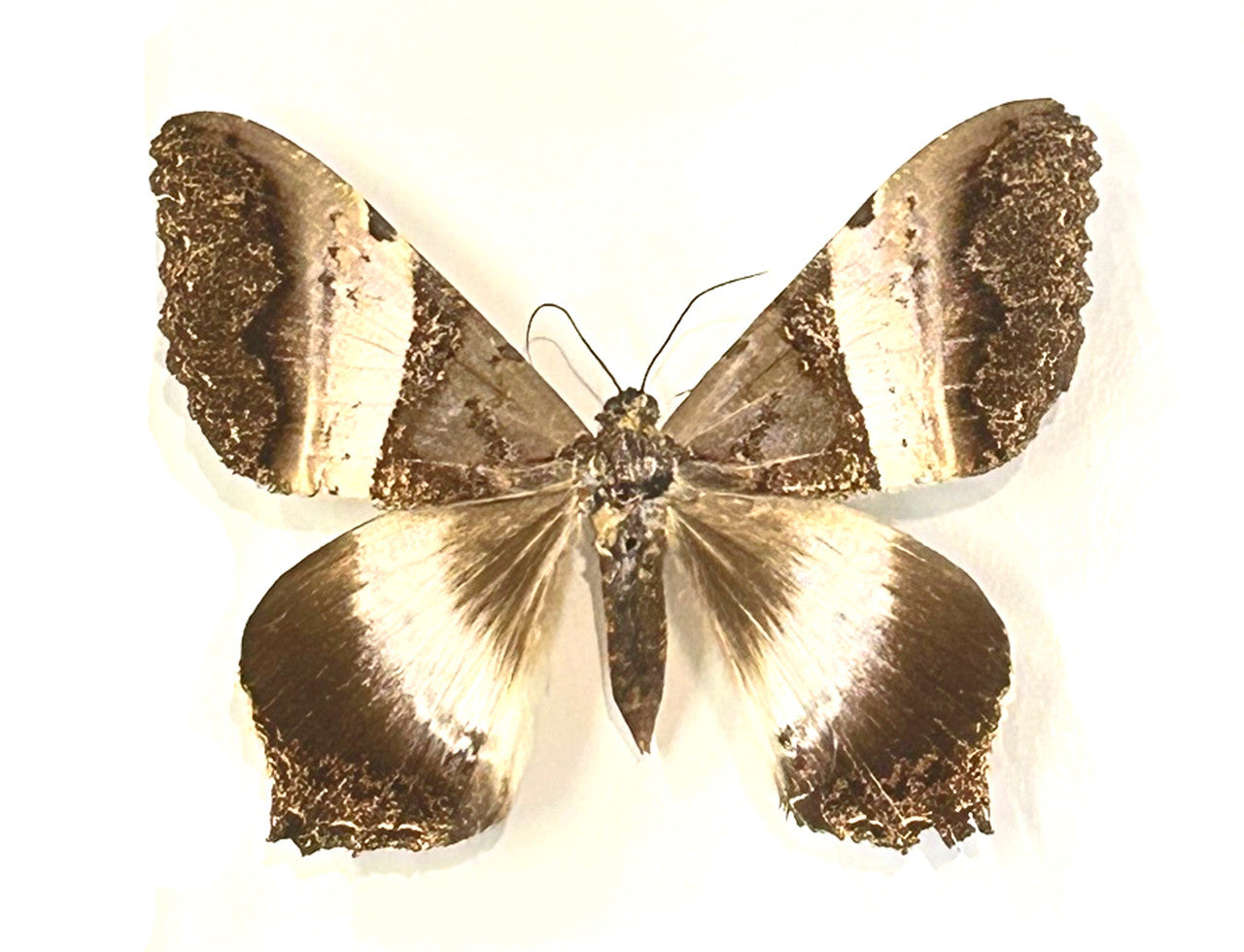 Moth sp.  ( special )