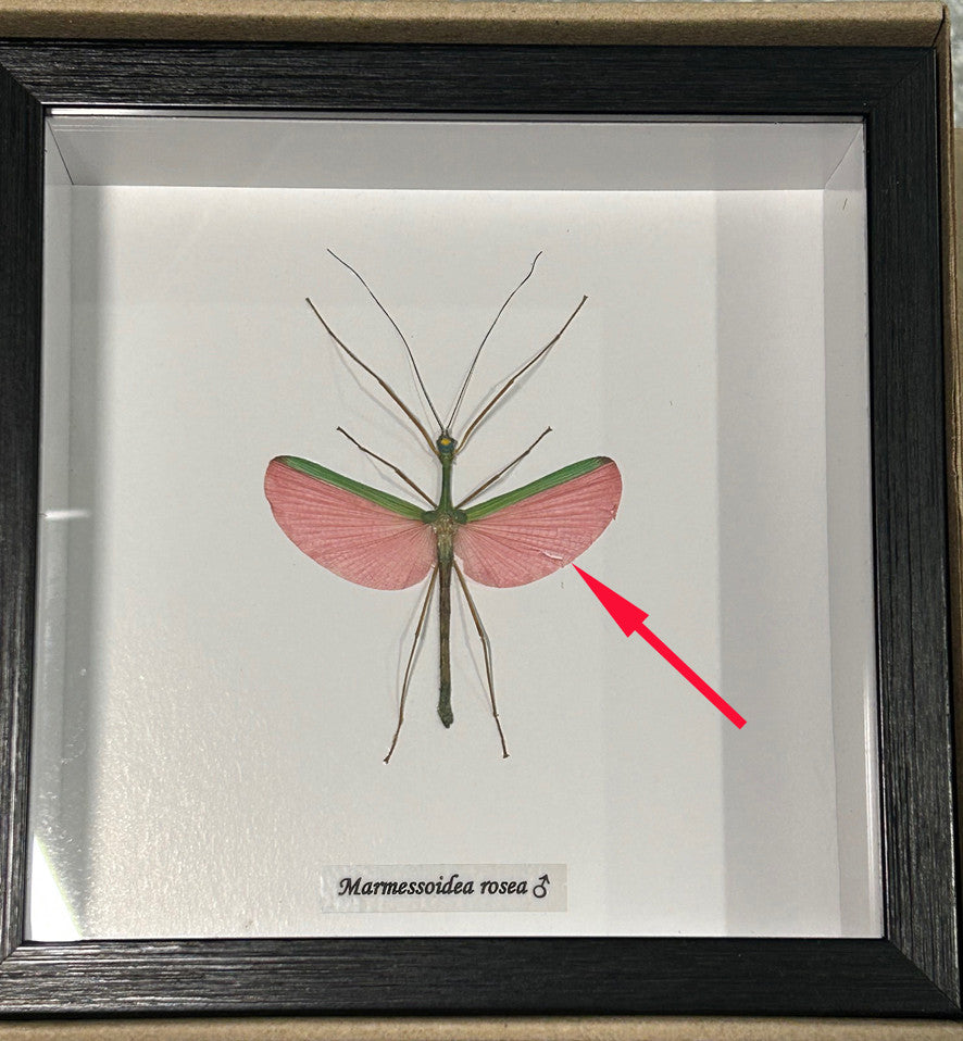 Marmessoidea rosea   ( special )
