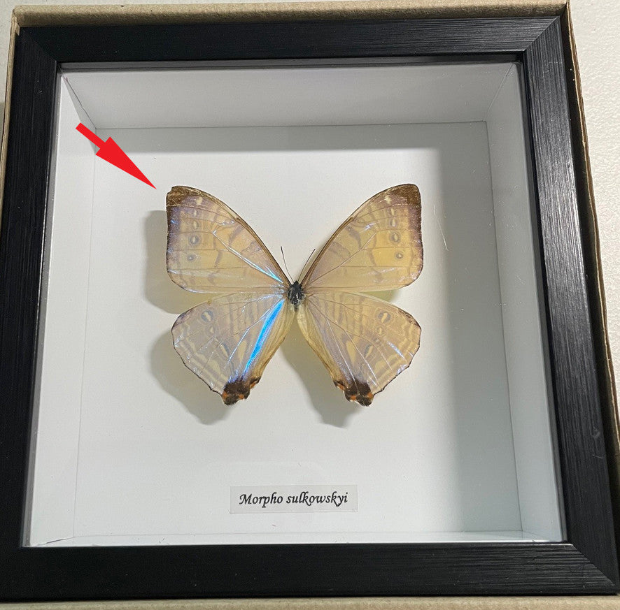 Morpho sulkowskyi # T5 ( special )