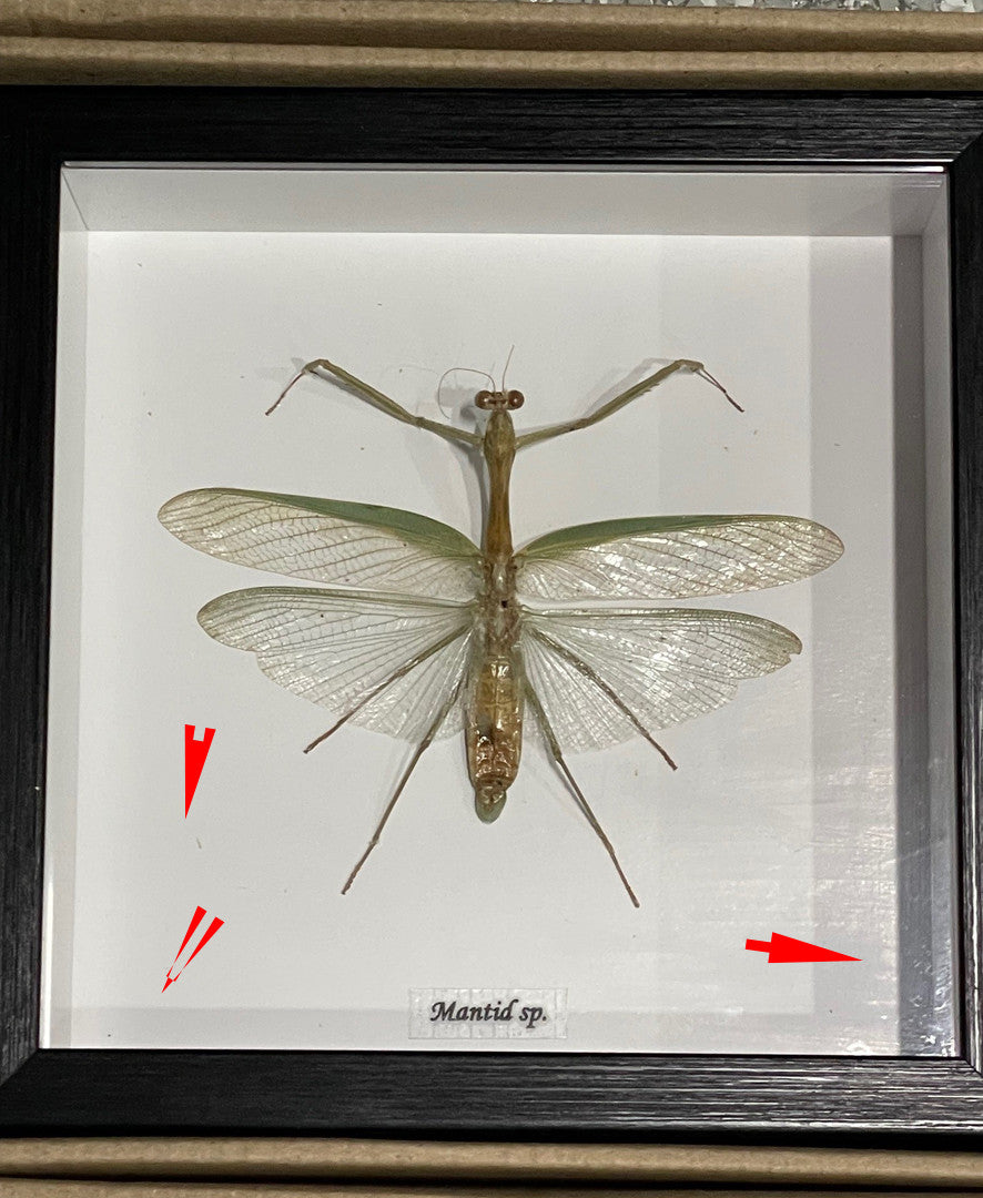 Mantid sp. green ( special )