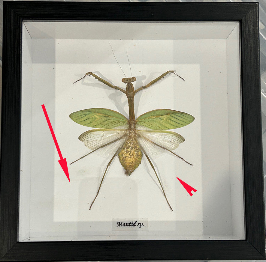 Mantid sp. green # 6 ( special )