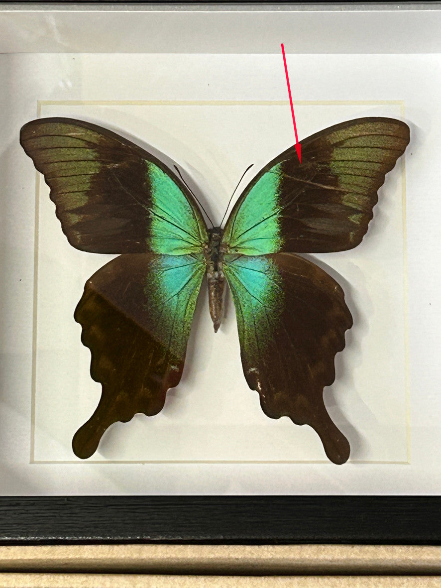 Papilio peranthus adamantius ( special )