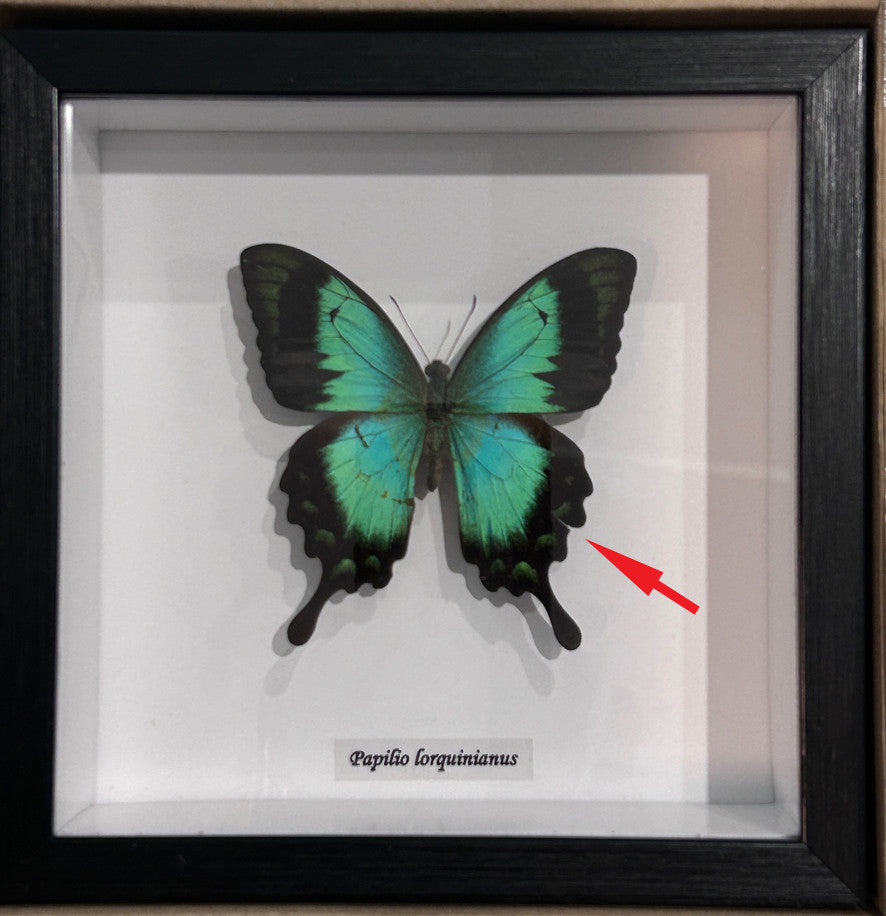 Papilio lorquinianus  label  ( special )
