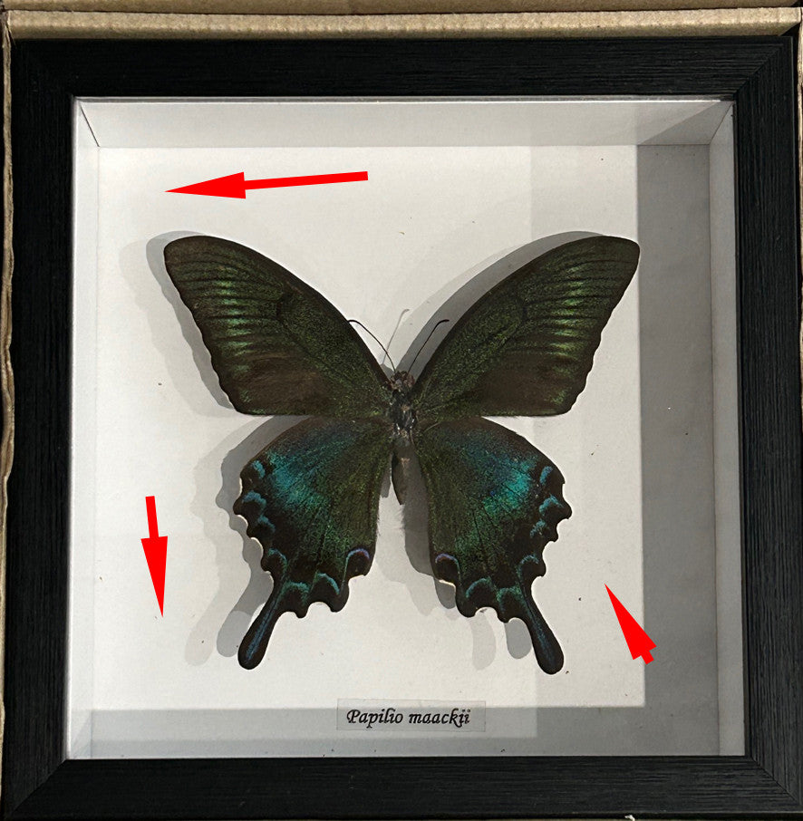 Papilio maackii  # HH (special )