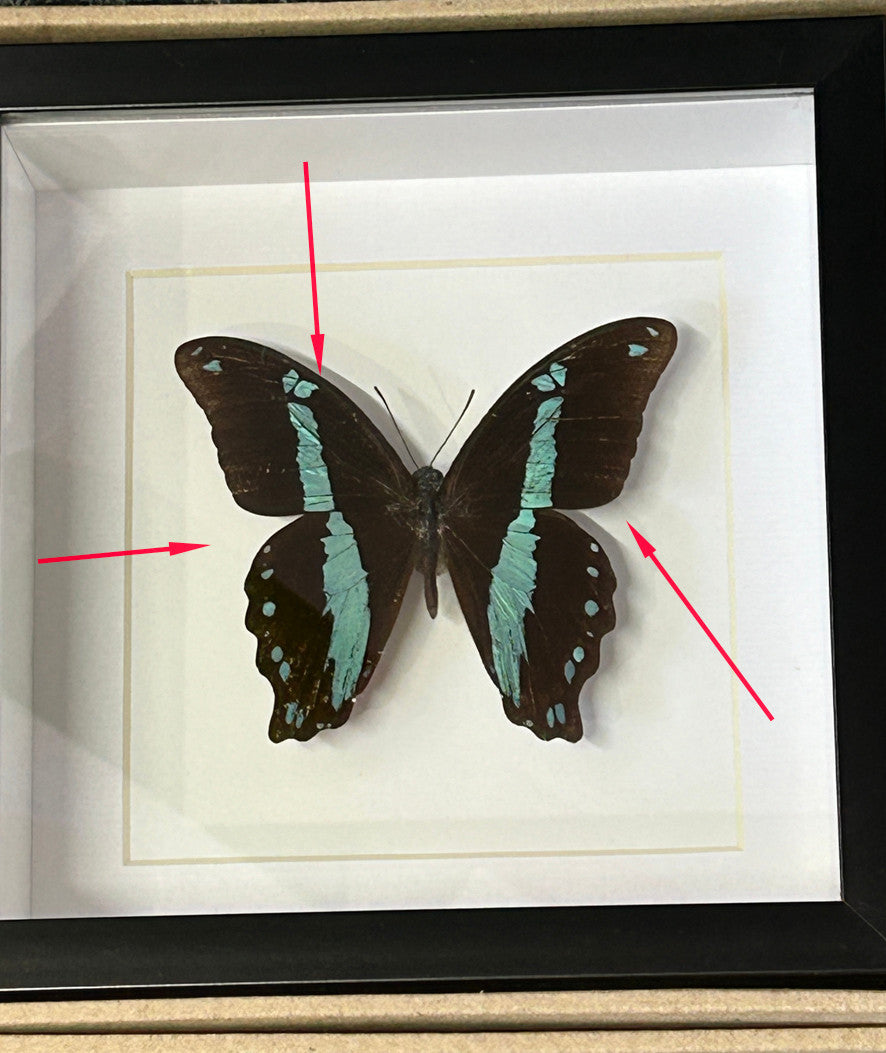 Papilio nireus matt ( special )