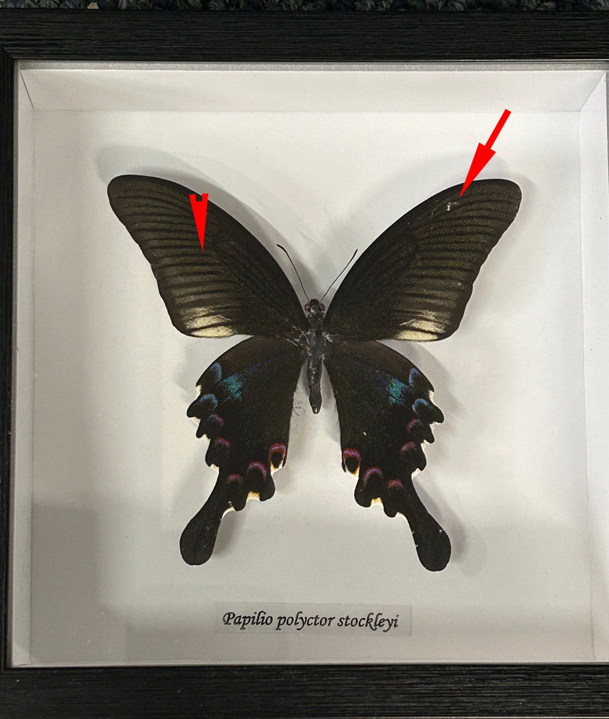 Papilio polyctor stockleyi  ( special )