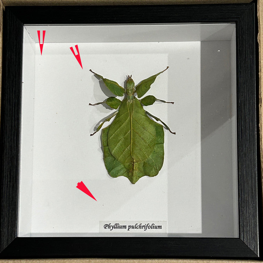 Phyllium pulchrifolium# 20  ( special )