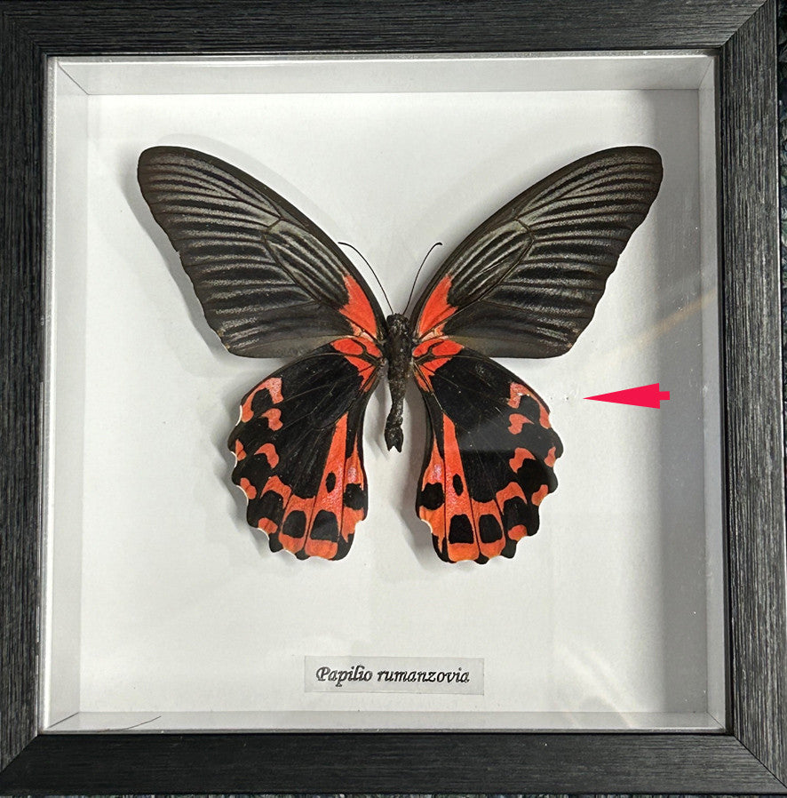 Papilio rumanzovia Male ( special )
