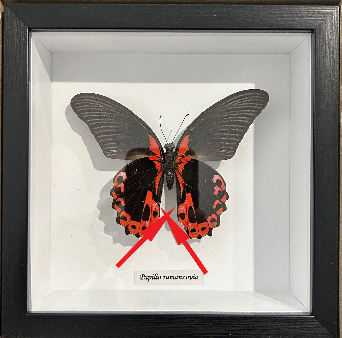 Papilio rumanzovia Male #A1 ( special )