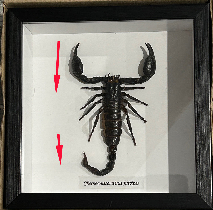 Scorpion  # 5  ( special )