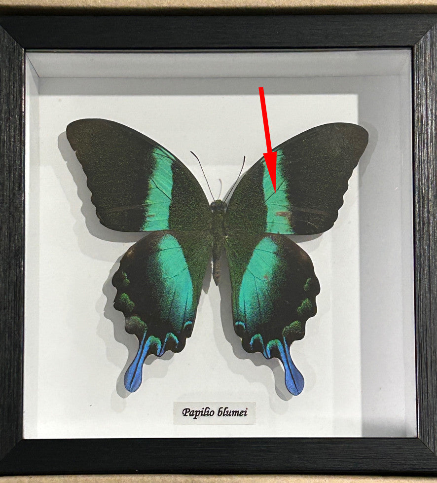 Papilio blumei # 18 ( special )