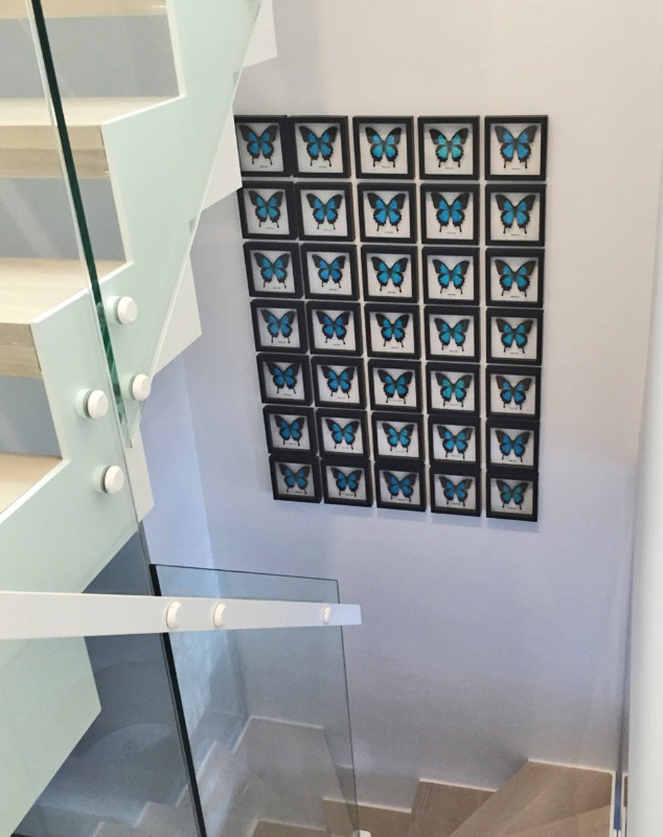 Wall of Papilio ulysses ( Contents Design )