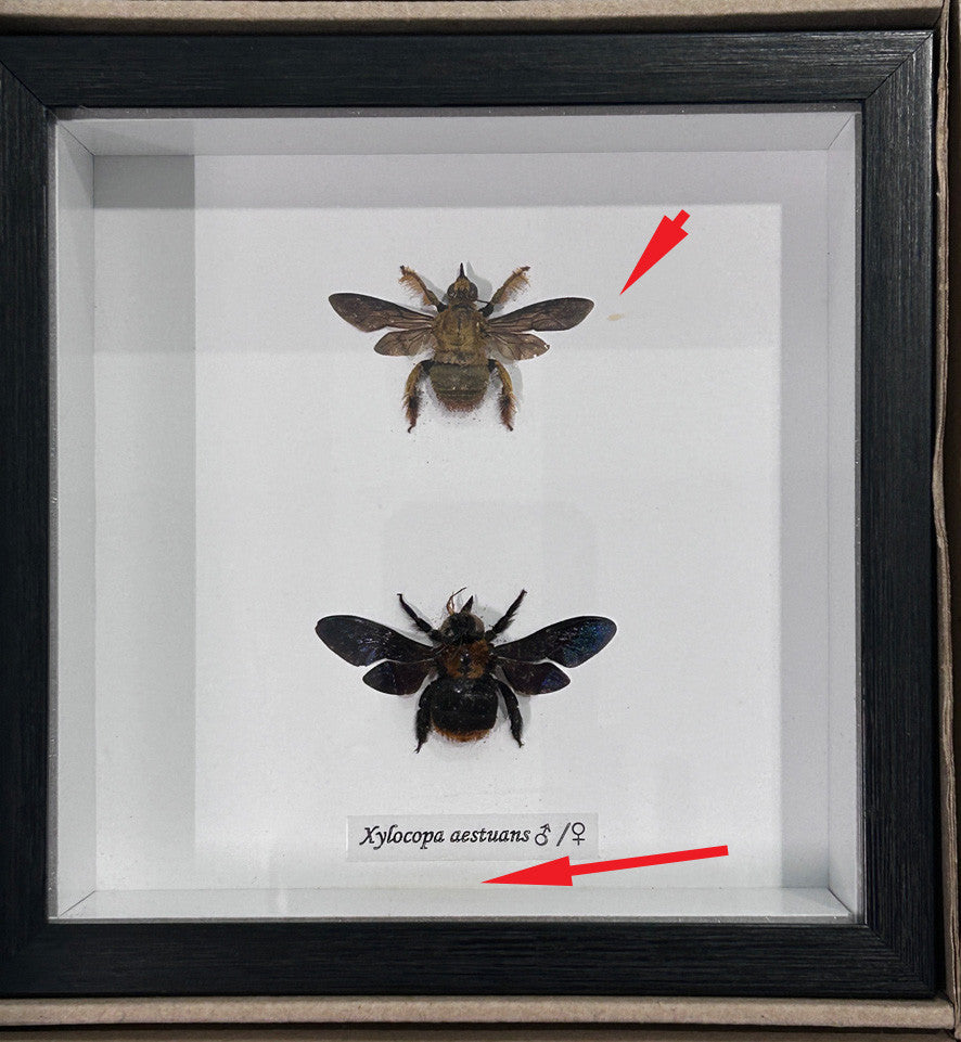 Xylocopa aesluans male female ( special )