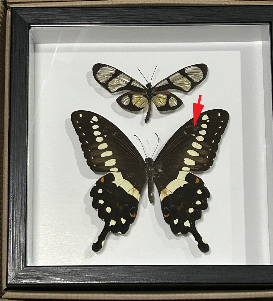 Thyridia psidii + Papilio lormieri  ( special )