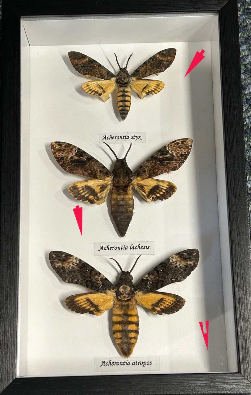 Death's-head moth 3 species ( special )