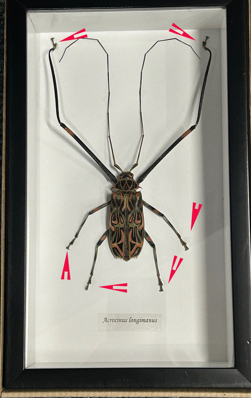 Acrocinus longimanus # 65 ( special )