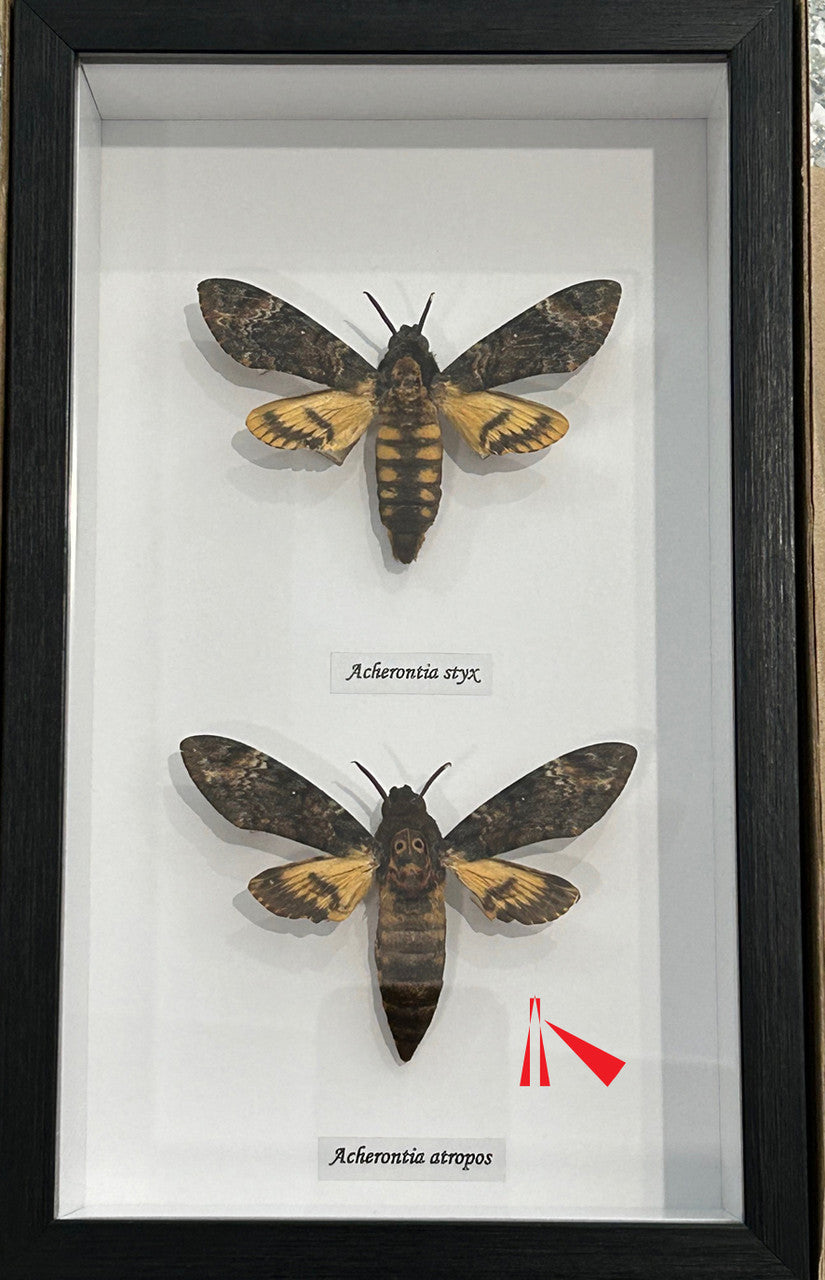 Death's-head moth species # L ( special )