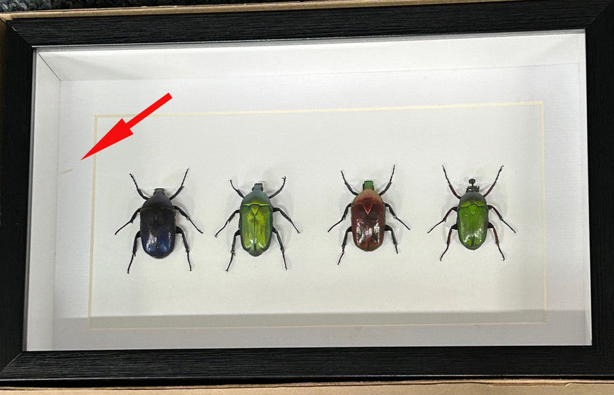 Bug combination 4 # 6 ( special )
