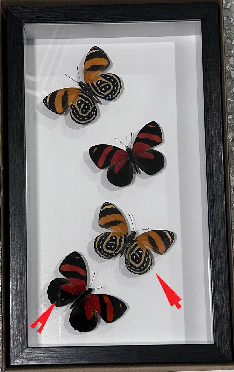 Callicore cynosura sweep ( special )