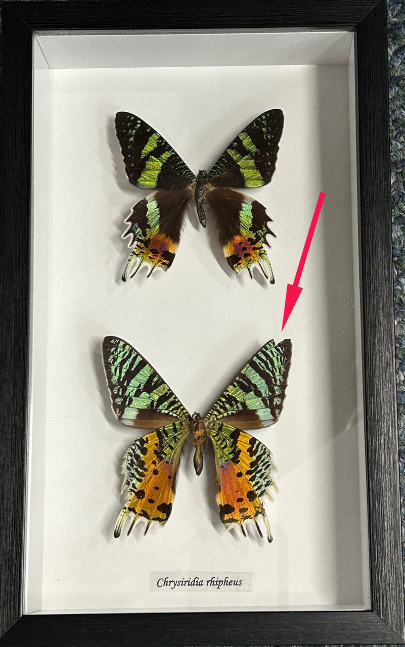 Chrysiridia riphaeria visa verso  ( special )
