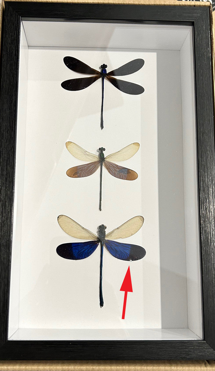 Dragonfly 3 # 16 ( special )
