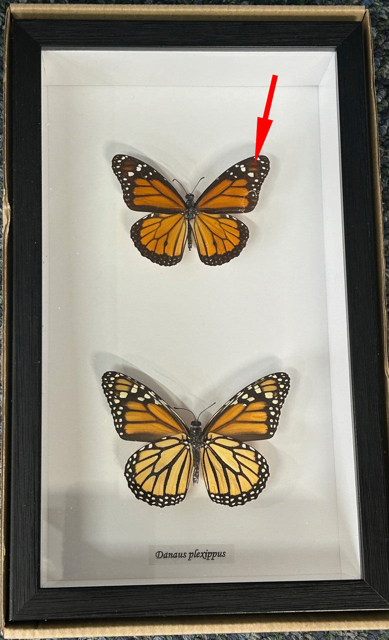 Monarch butterfly Danaus plexippus viso verso  ( special )