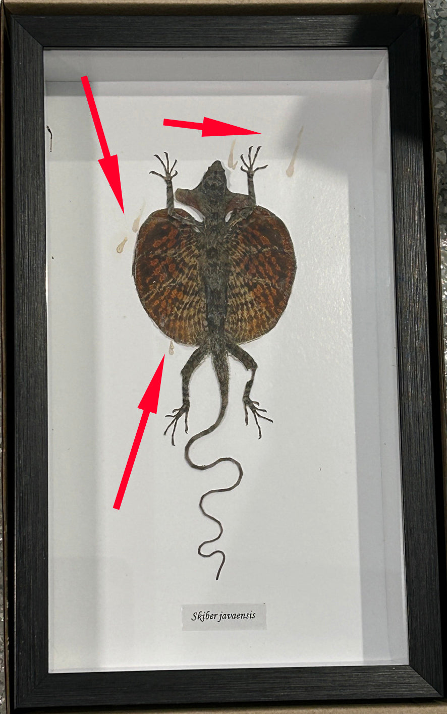 Skiber javaensis red #2 ( special )