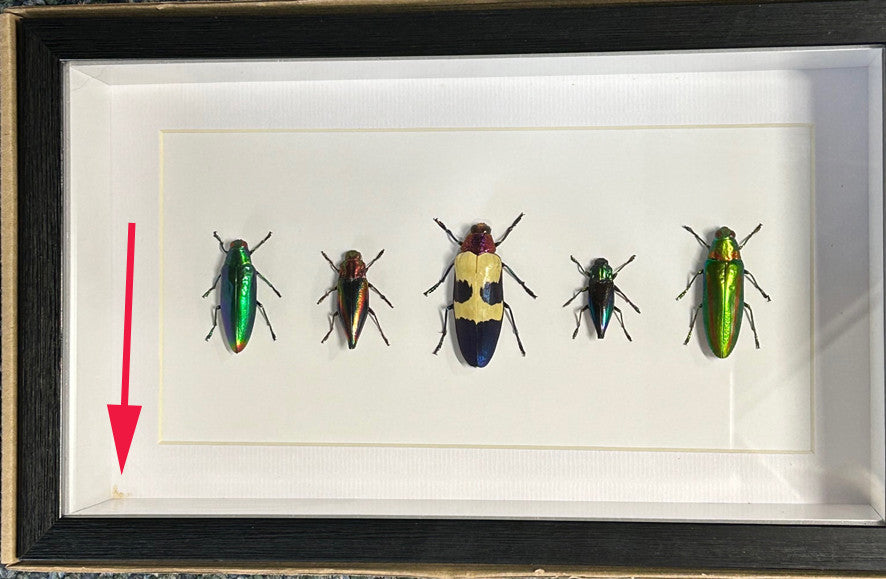 Jewel beetle ( special )