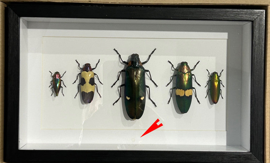 Jewel beetle  # KK ( special )