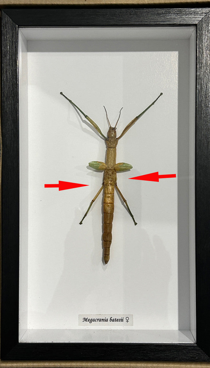 Megacrania batesii male  ( special )