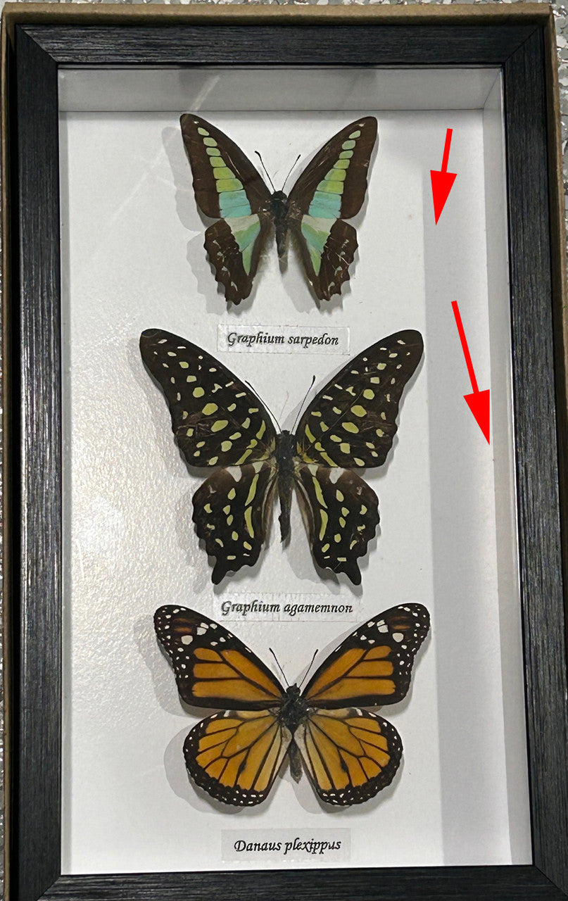 Australian butterflies (special )