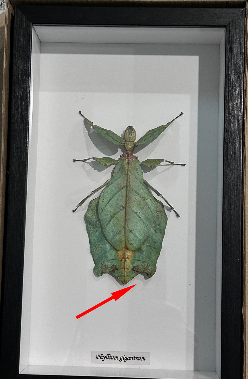Phyllium giganteum # 7 ( special )
