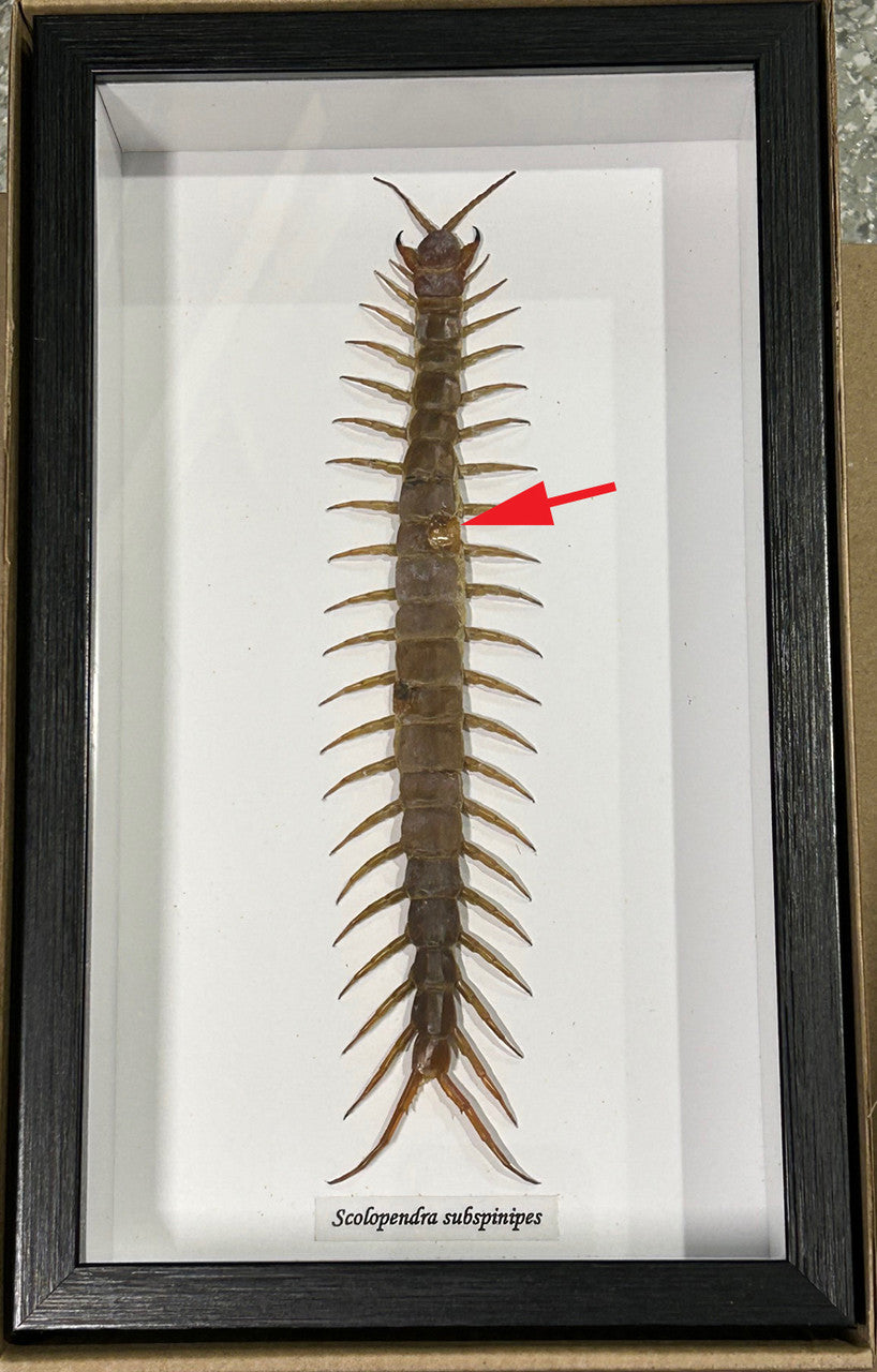 Scolopendra subspinipes  ( special )