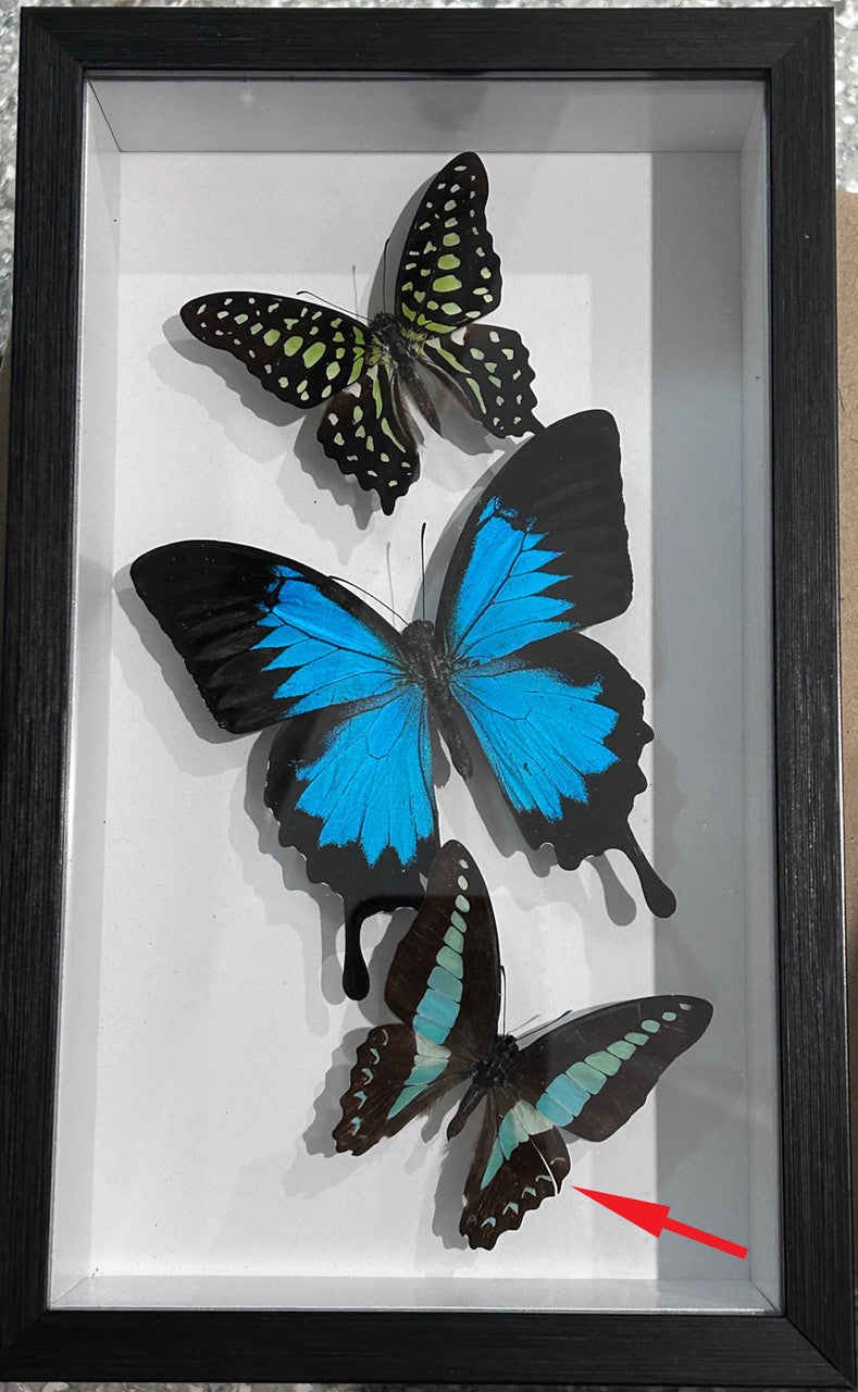 Australian butterflies # 8 ( special )