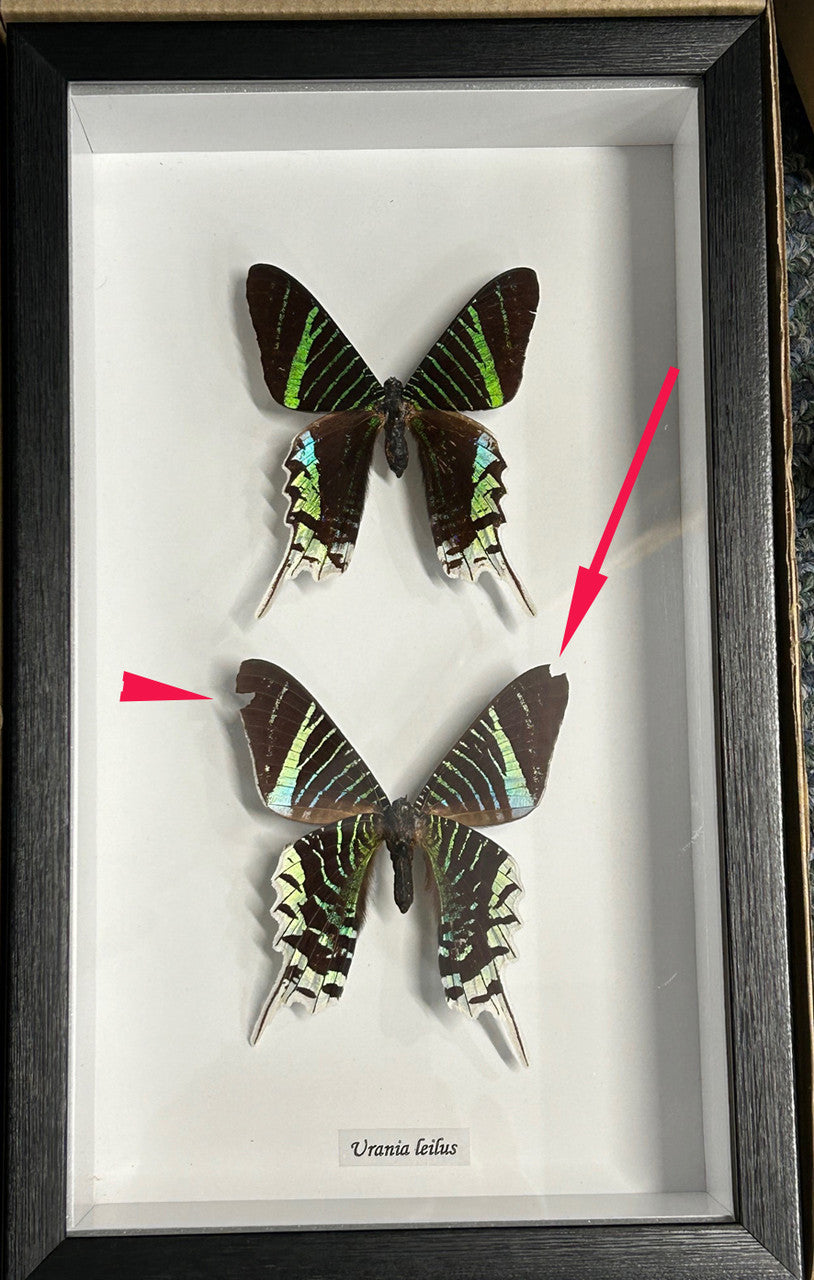Urania leilus dorsal / ventral  # 4 ( special )