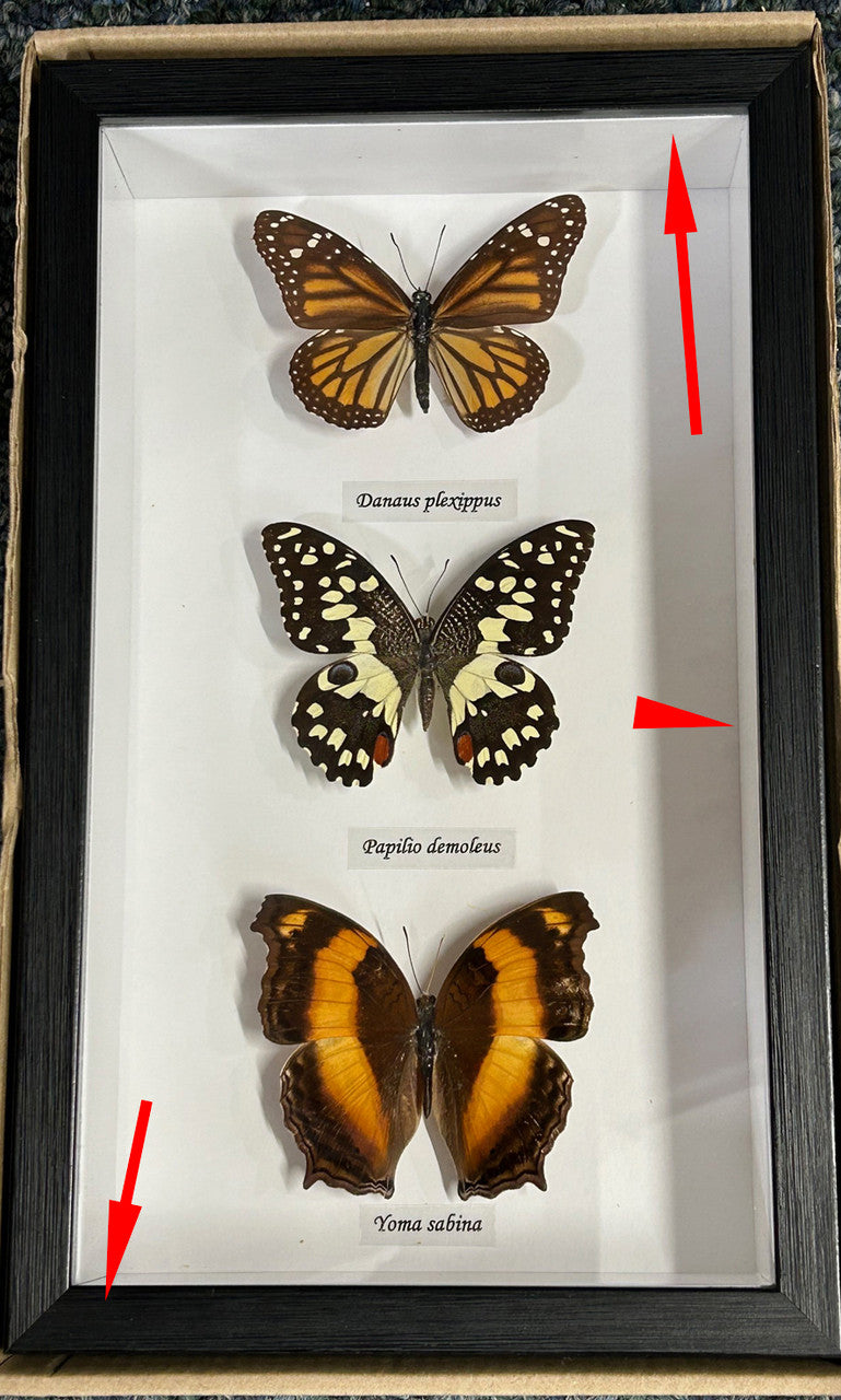 Australian butterfly collection 3 ( special )