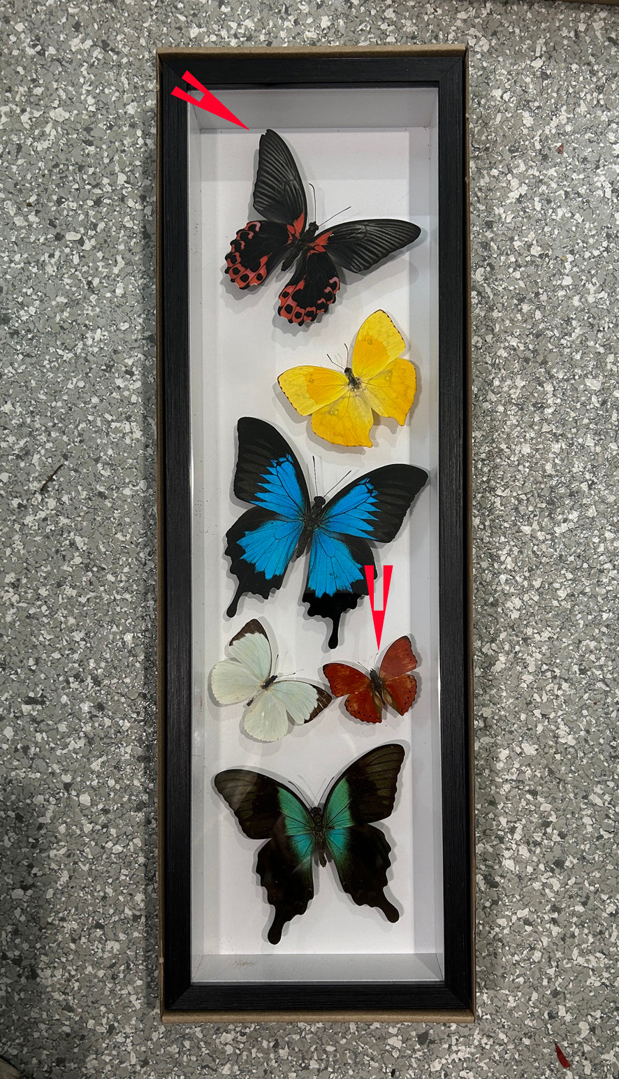 Sweeping butterfly # 6 ( special )
