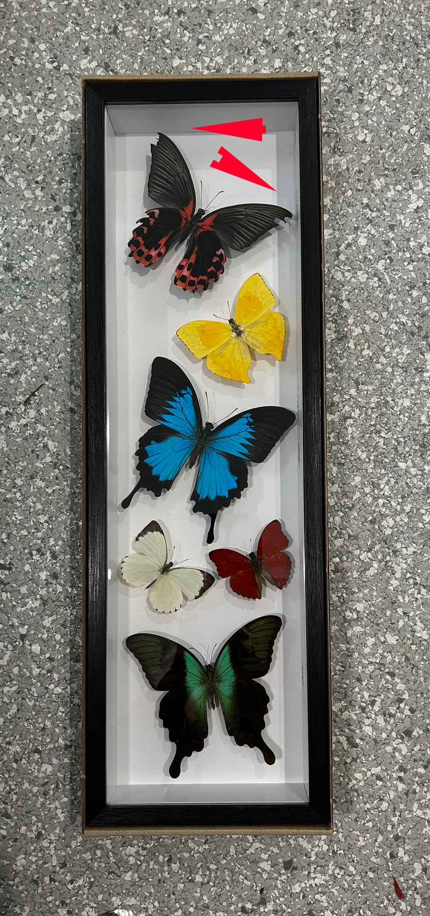 Sweeping butterfly # 5 ( special )